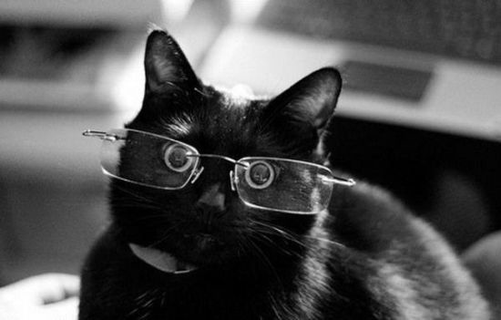 cats-with-glasses-part16-4.jpg