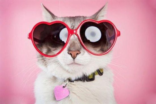 cats-with-glasses-part16-7.jpg