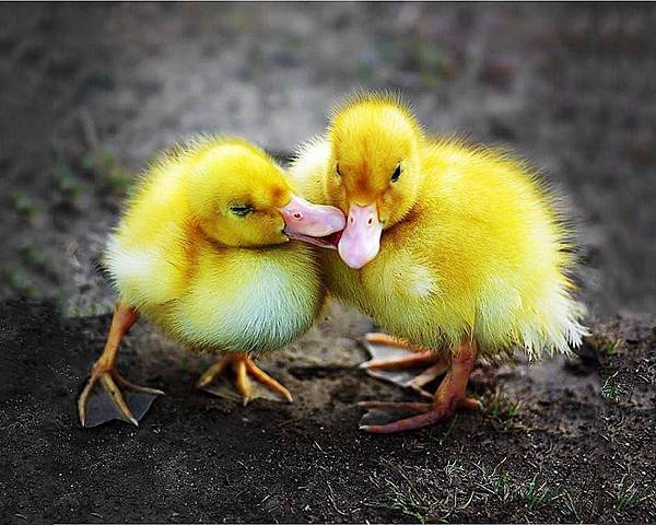 大家都喜歡假的充氣鴨鴨，都沒人要理真的黃色鴨鴨，難道我們不夠可愛嗎？.jpg