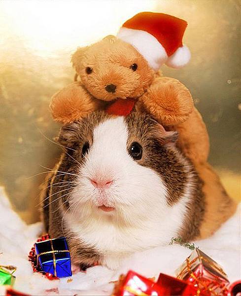 Funny-Christmas-animals30-3.jpg