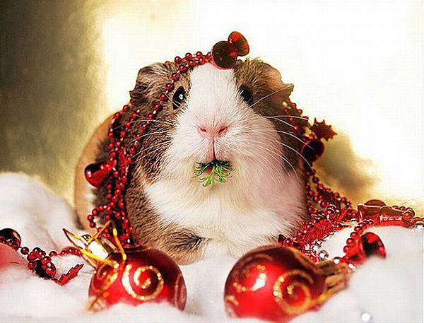 Funny-Christmas-animals30-5.jpg