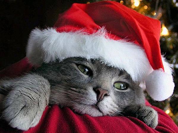 Funny-Christmas-animals30-6.jpg