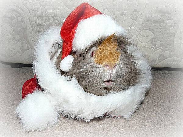 Funny-Christmas-animals30-10.jpg