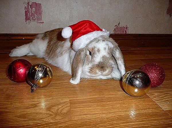 Funny-Christmas-animals30-12.jpg