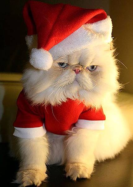 Funny-Christmas-animals30-20.jpg