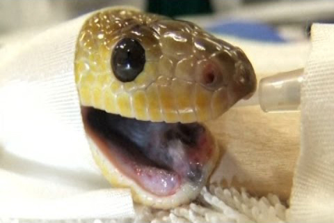 pet-python-surgery-after-swallowing-03.jpg