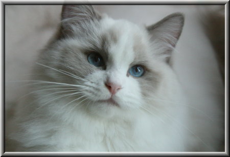 Ragdoll