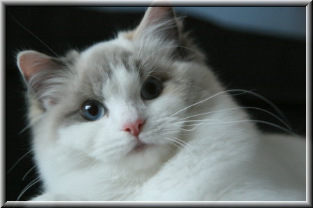 Ragdoll