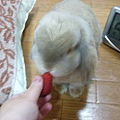 福助吃草莓