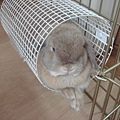 我是隻籠中兔