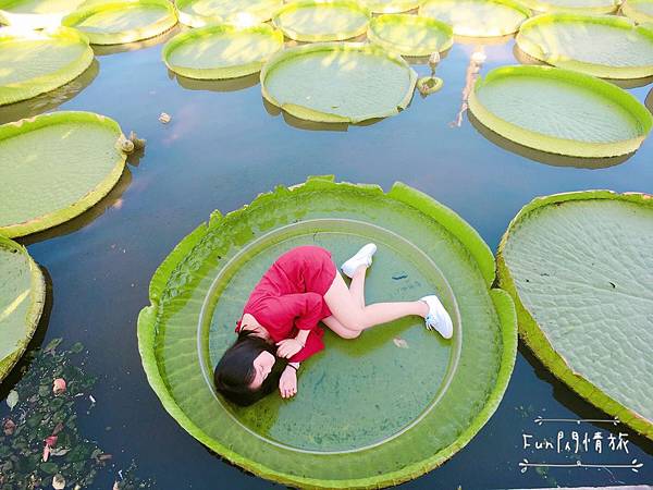 【桃園觀音-康莊蓮園】乘坐大王蓮一起當拇指姑娘♥兩人乘坐也老神在在-Fun閃情旅