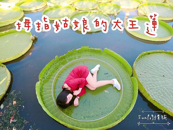 【桃園觀音-康莊蓮園】乘坐大王蓮一起當拇指姑娘♥兩人乘坐也老神在在-Fun閃情旅