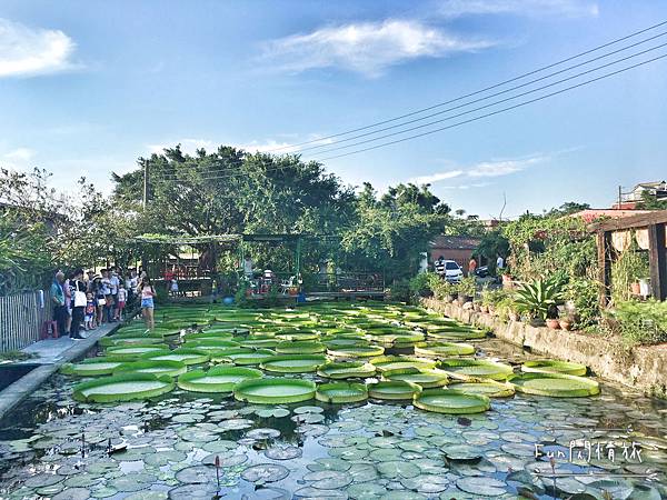 【桃園觀音-康莊蓮園】乘坐大王蓮一起當拇指姑娘♥兩人乘坐也老神在在-Fun閃情旅
