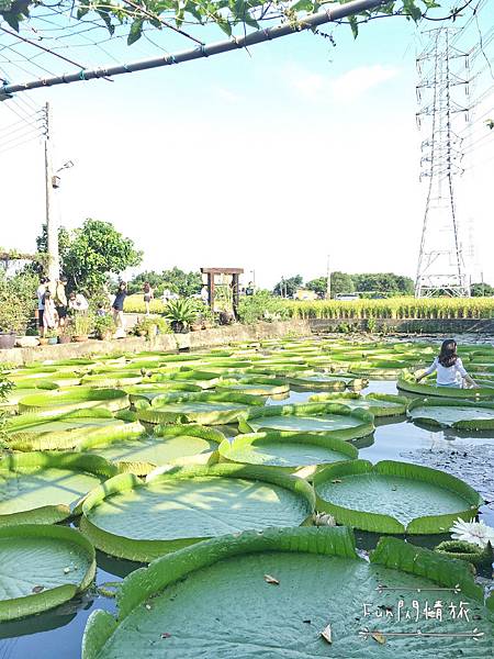 【桃園觀音-康莊蓮園】乘坐大王蓮一起當拇指姑娘♥兩人乘坐也老神在在-Fun閃情旅