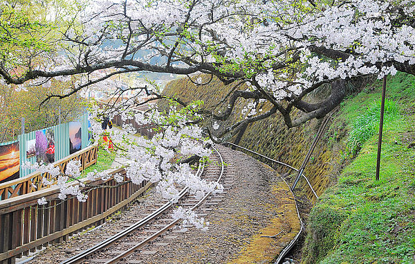 阿里山國家風景區＿櫻花季