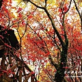 陽明山＿台北奧萬大