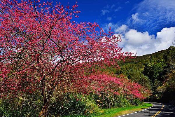 阿里山櫻花季.jpg