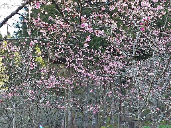 1月22 阿里山櫻花.jpg