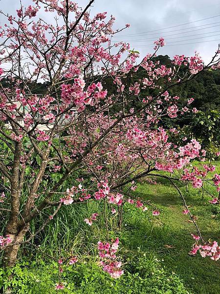 1月26 東湖樂活公園.jpg