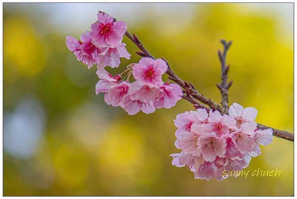 1月28 天元宮後山櫻花.jpg