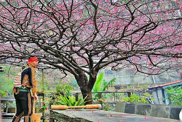 1月29 霧台櫻花2.jpg