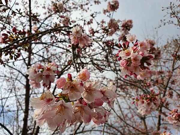 2月3 拉拉山.jpg