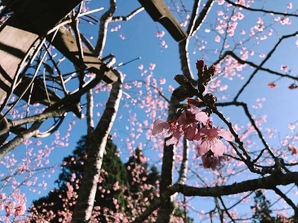 阿里山櫻花.jpg