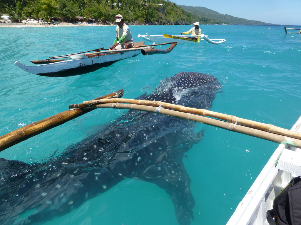 海底總動員：墨寶沙丁魚風暴、杜馬蓋地、阿波島海龜保育區、宿霧