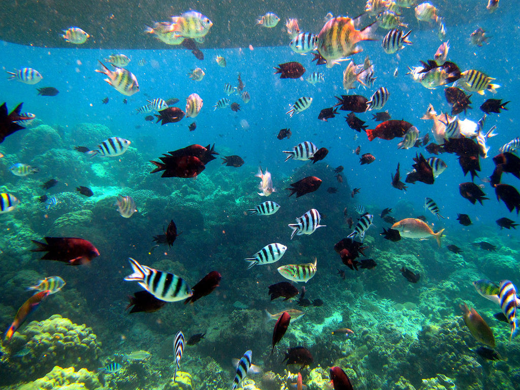 tropical-fishes.jpg