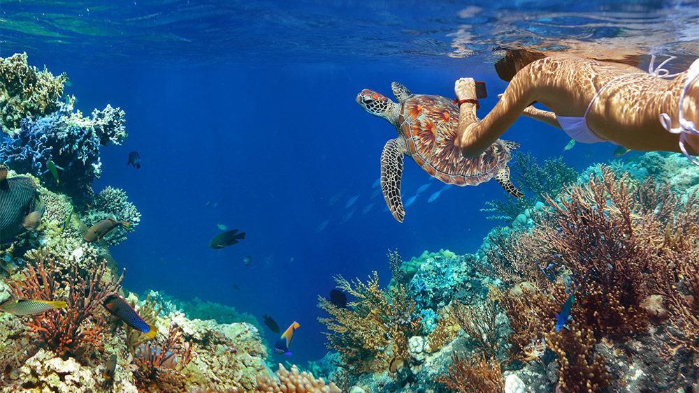 海底總動員：墨寶沙丁魚風暴、杜馬蓋地、阿波島海龜保育區、宿霧