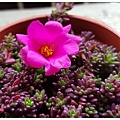 小松葉牡丹-紫米飯開花
