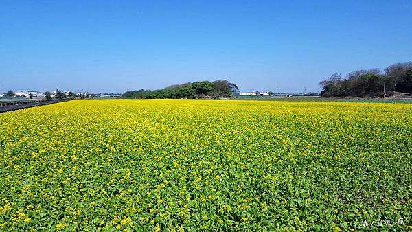 油菜花田3.jpg