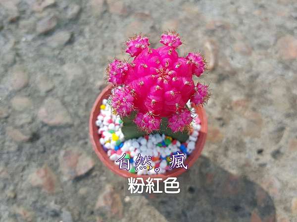 再談緋牡丹 全錦 人森 自然 瘋 痞客邦