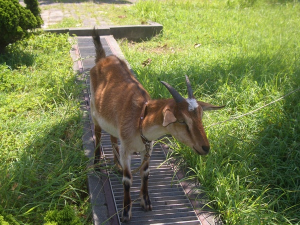 社頂公園-羊咩咩.JPG