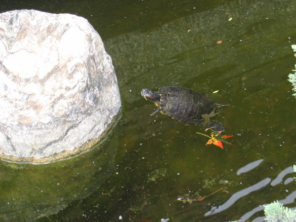 24池裡發現烏龜.JPG
