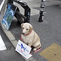 106表餐道路邊導盲犬雕像 好像真的狗狗喔.JPG