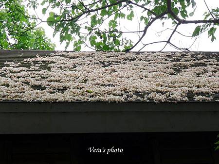 tn_CIMG2977-1 tn_CIMG2977-1