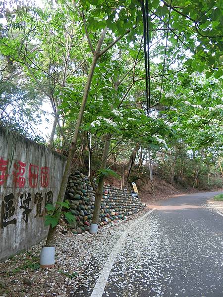 113.4.14福田賞桐生態園區「最新花況」