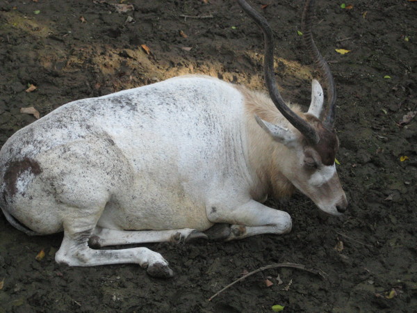 動物園 034.jpg