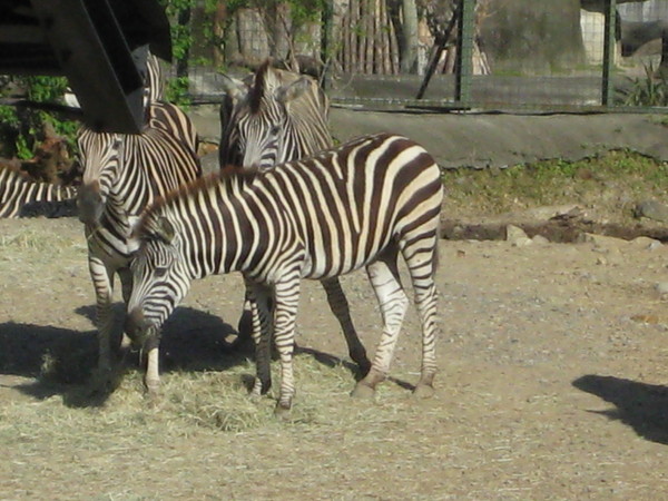 動物園 040.jpg