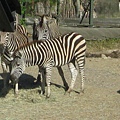 動物園 040.jpg