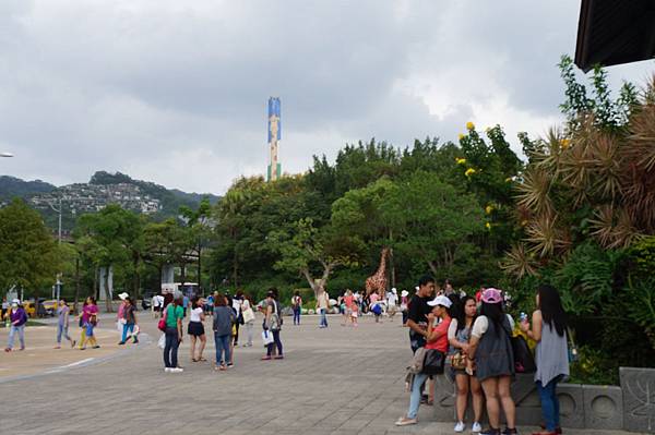 【台北│動物園站│我在畢業的前一天玩遍台北 (•‾⌣‾•)】在台北待了快五年，第一次去木柵動物園被動物看心得分享♡圓仔好療癒～