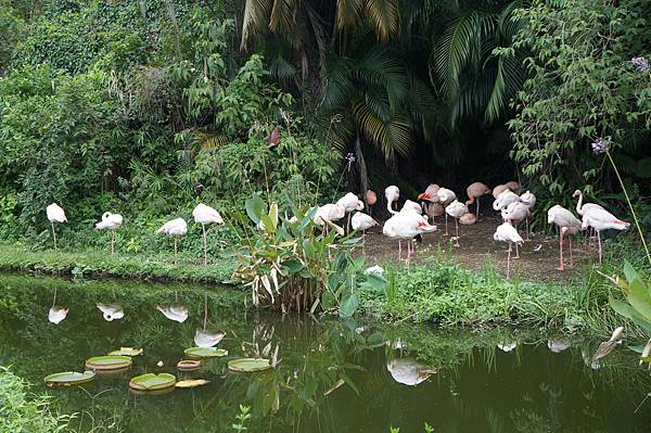 【台北│動物園站│我在畢業的前一天玩遍台北 (•‾⌣‾•)】在台北待了快五年，第一次去木柵動物園被動物看心得分享♡圓仔好療癒～