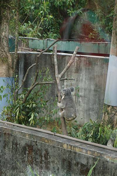 【台北│動物園站│我在畢業的前一天玩遍台北 (•‾⌣‾•)】在台北待了快五年，第一次去木柵動物園被動物看心得分享♡圓仔好療癒～