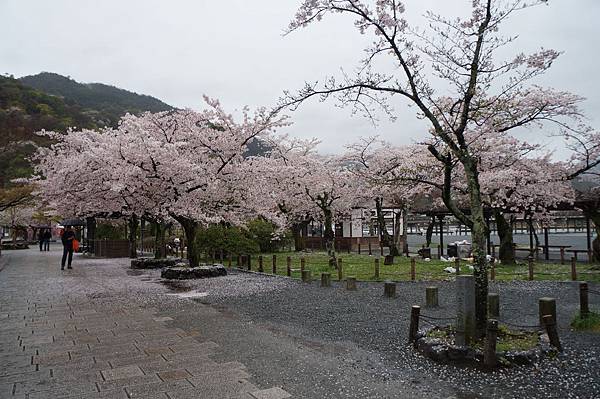 【2015日本✈大阪│嵐山駅】●DAY2●日文系畢業戰鬥行之第一次到大阪─起床的鳥兒有櫻花看+嵐山渡月橋+嵯峨野觀光小火車+美麗到爆之保津川風景+桑田神社+嵐山竹林