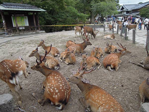 【日本│奈良】奈良半日遊，久違了，奈良的鹿兒們+冰室神社+宇