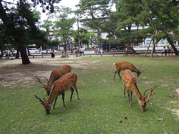 【日本│奈良】奈良半日遊，久違了，奈良的鹿兒們+冰室神社+宇