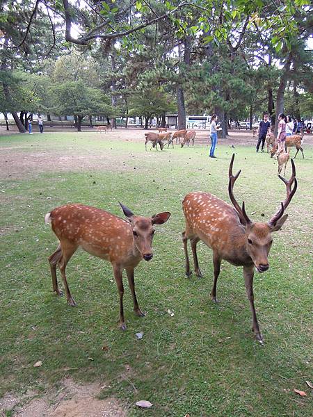 【日本│奈良】奈良半日遊，久違了，奈良的鹿兒們+冰室神社+宇