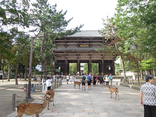 【日本│奈良】奈良半日遊，久違了，奈良的鹿兒們+冰室神社+宇