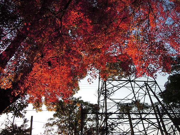 【京都│宇治】什麼!?日圓10円硬幣竟然是這個世界遺產？